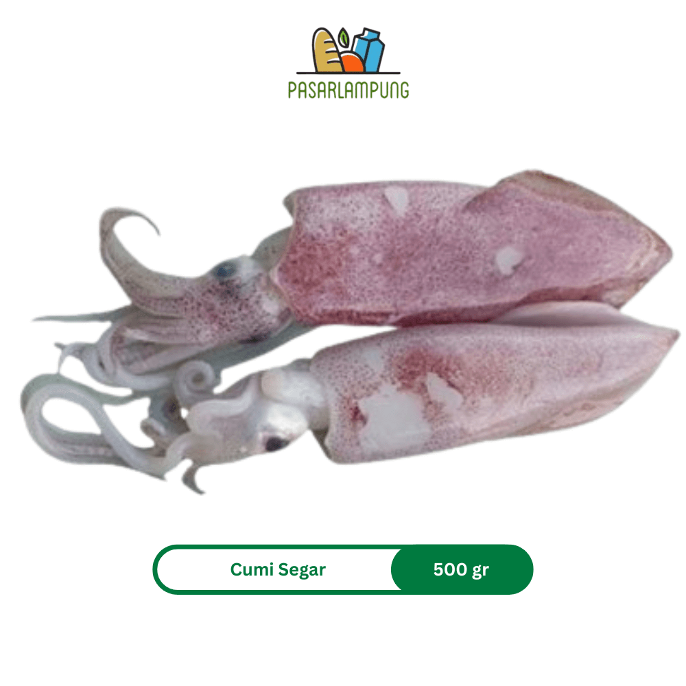 Cumi Cumi Segar Pasar Lampung