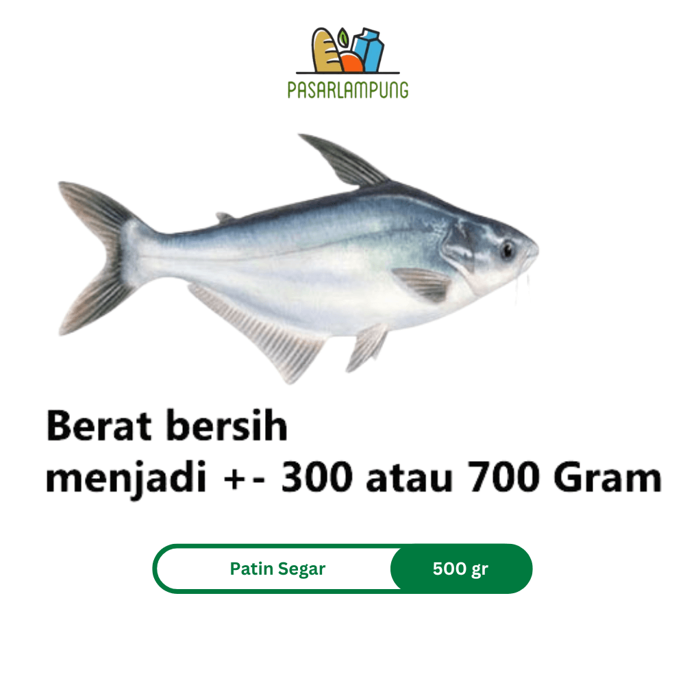 Ikan Patin Segar Pasar Lampung