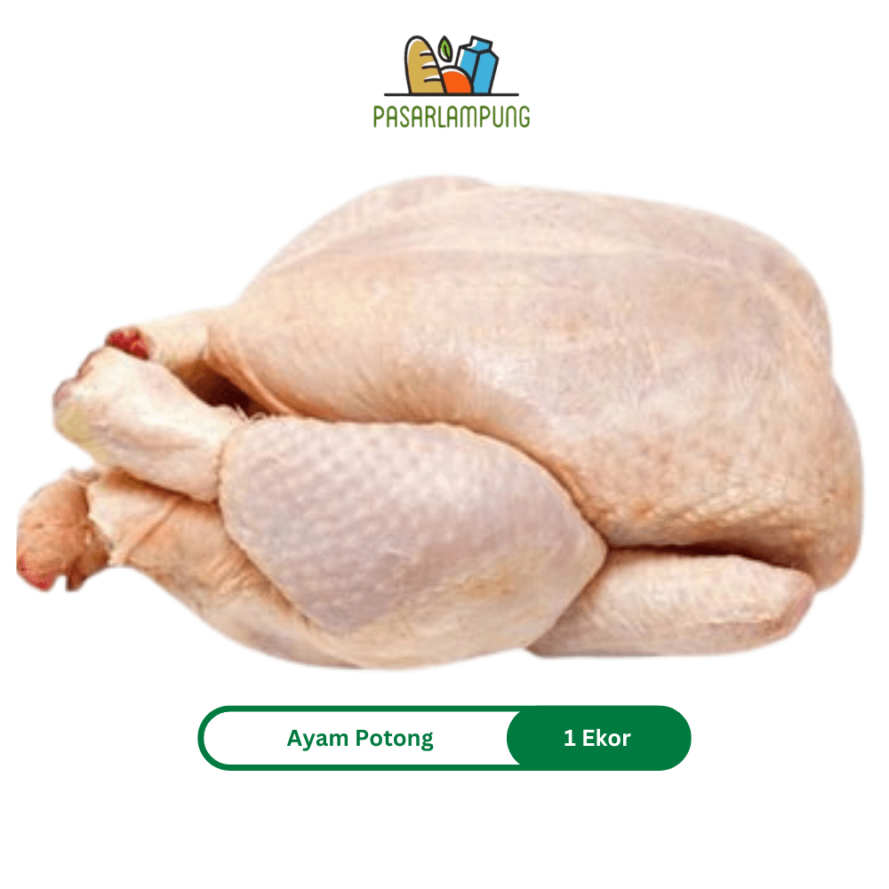 Ayam Potong Boiler Segar 1 Ekor 100 % Halal Pasar Lampung
